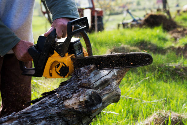 Best Arborist Consultation Services  in Riverbank, CA