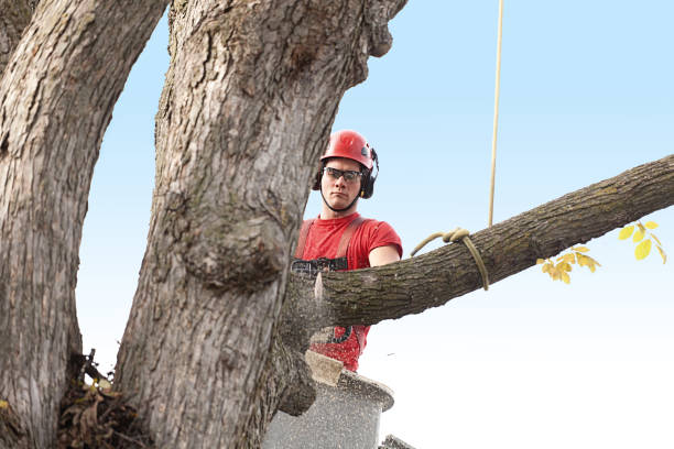 Best Hazardous Tree Removal  in Riverbank, CA